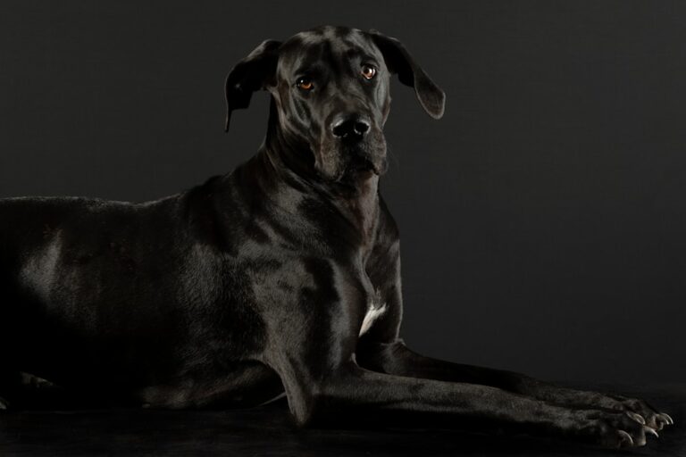 Huge Great Dane Becomes Tiny Cat Sibling’s Loyal Protector, and the Love Is Too Pure