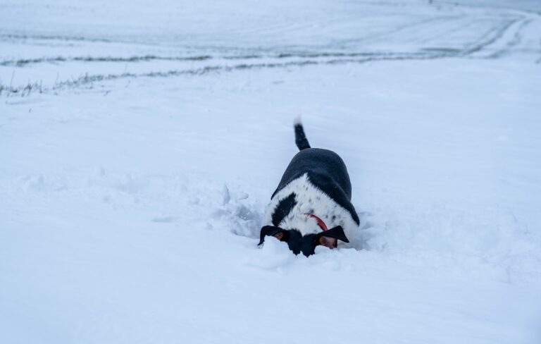 Husky Who ‘Came With Snow Blower’ Is Having the Best Day Ever – Parade Pets