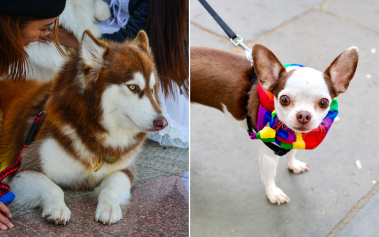 Husky and chihuahua have puppies together, hearts melt at adorable results – MSN