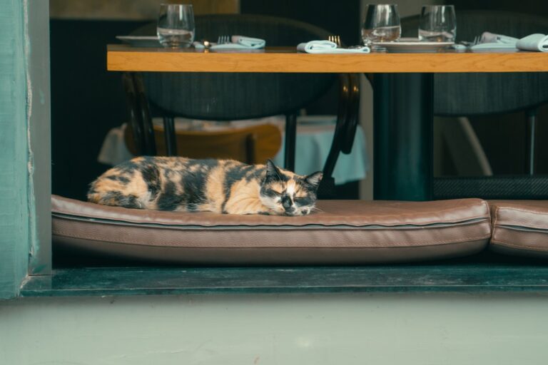 Inside the Luxury Pet Economy: What Rich Americans Are Spending on Their Animals Now