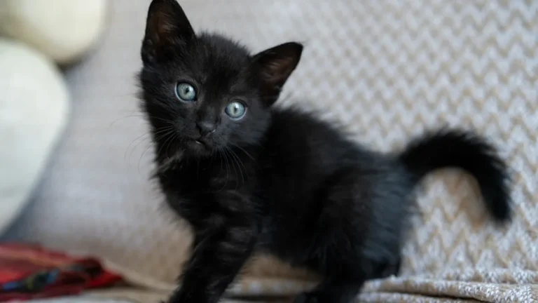Itty-Bitty Black Kitten’s Adorable ‘Skedaddle’ Has Stolen Everyone’s Hearts – Yahoo