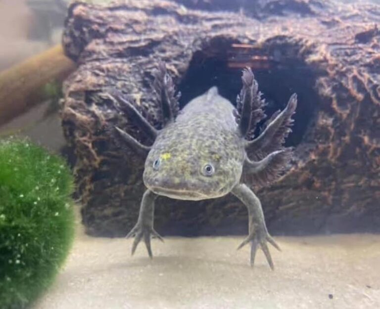 WHAT'S THE MOST UNUSUAL PET YOU'VE EVER HAD? (PART ONE)