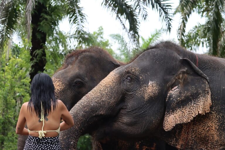 Little Girl’s Sweet Conversation With Elephant Is Unexpectedly Heartwarming – Parade Pets