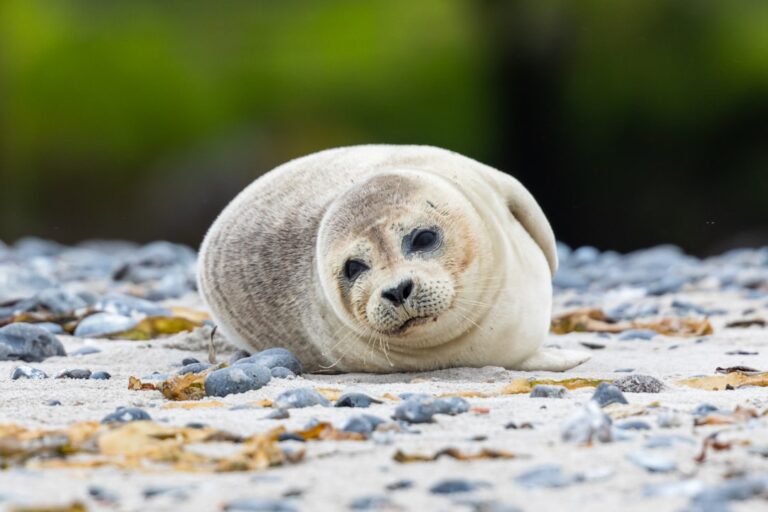 Little Seal ‘Running’ Is Too Cute for Words – PetHelpful