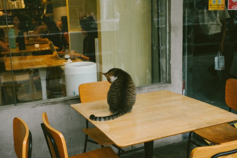 Lonely Tuxedo Cat Perking Up the Minute She Gets a Kitten Will Warm Your Heart