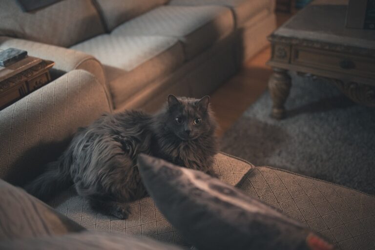 Maine Coon Cat’s Sweet Friendship With Family’s Bunny Will Instantly Warm Your Heart