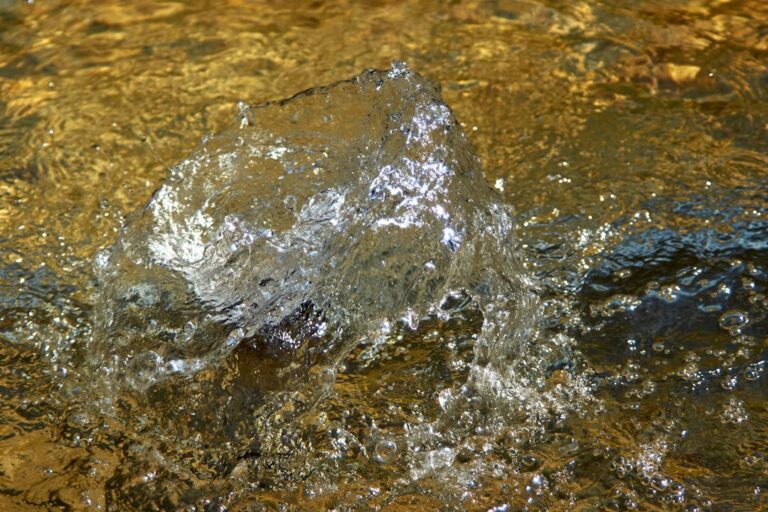 Maine Coon Gets Pushed Into Water Bowl by Her Cat Brother and It’s Too Cute – ParadePets