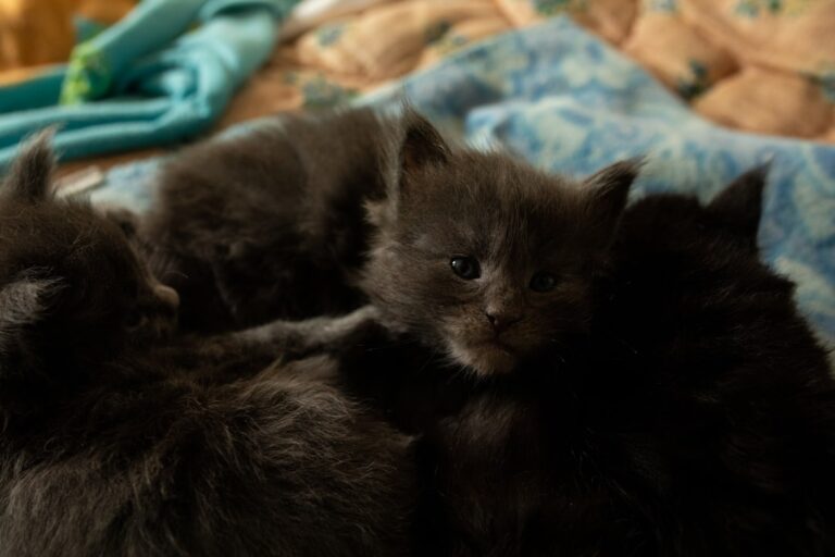 Maine Coon Kittens’ Incredible Growth Over Just 2 Weeks Is Too Cute to Resist