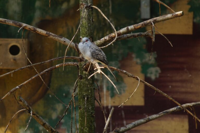 Massive recall over rodent, bird contamination – MSN