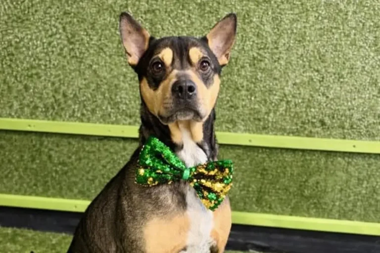 Pets of the week – Christian County Now