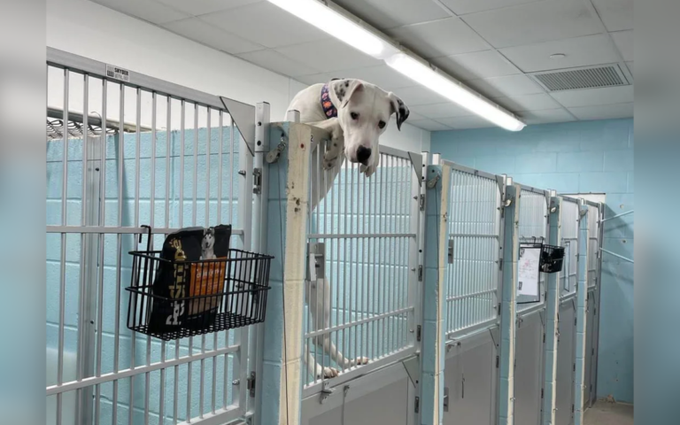 Man Sees Photo of Returned Dog ‘Trying To Escape’ Shelter—Knows What To Do
