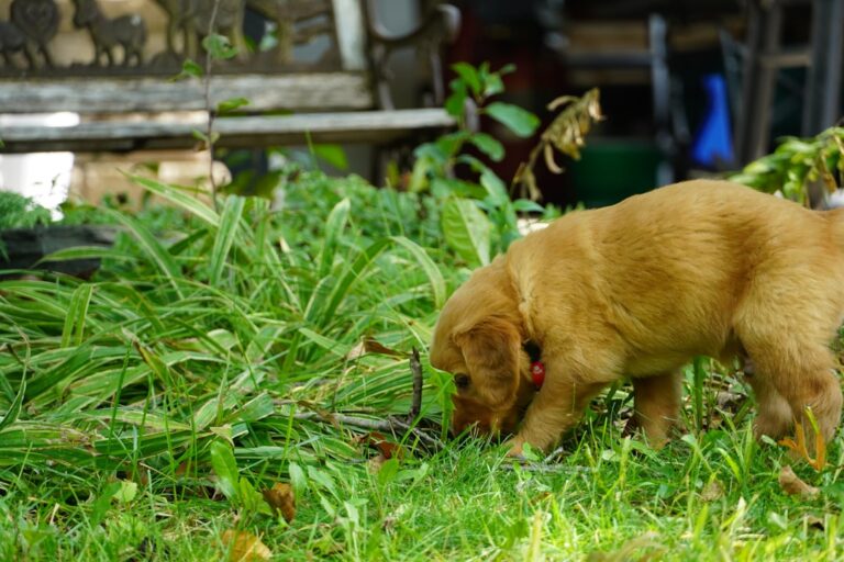 Mini Dachshund Becomes Foster Mom to Tiny Ducklings in a Love Story for the Ages
