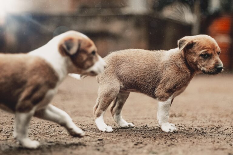 Mini Dachshund Puppy Learning To Give Kisses Gets More Excited With Every Single One