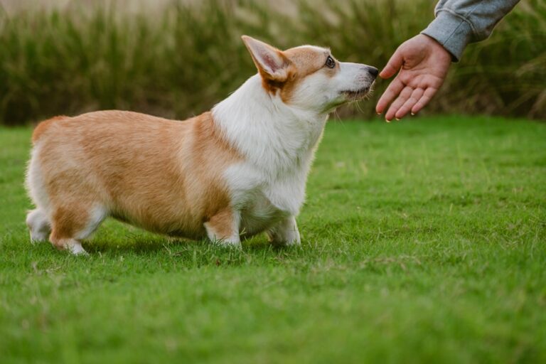 Mini Dachshund Who 'Just Wants to Make a Friend' Brings All the Feels – Parade Pets
