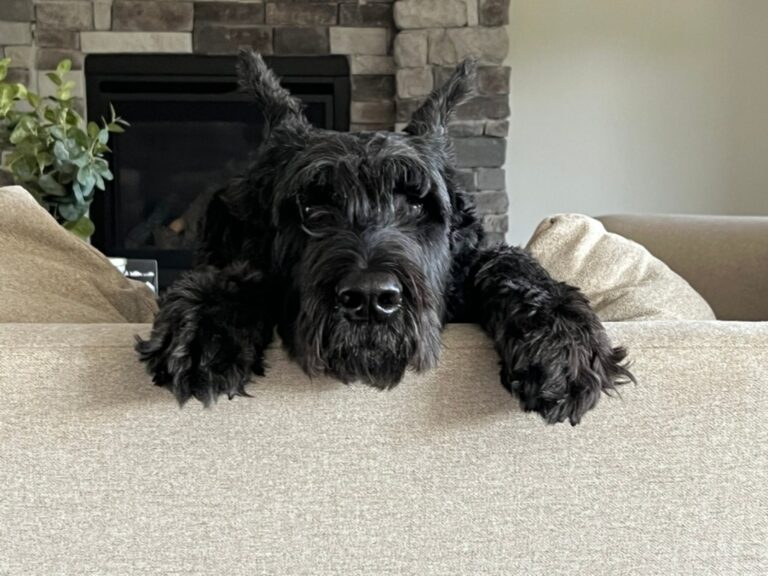 Mom Trying to Get Comfy on the Couch with Two Huge Dogs Proves the Struggle is Real