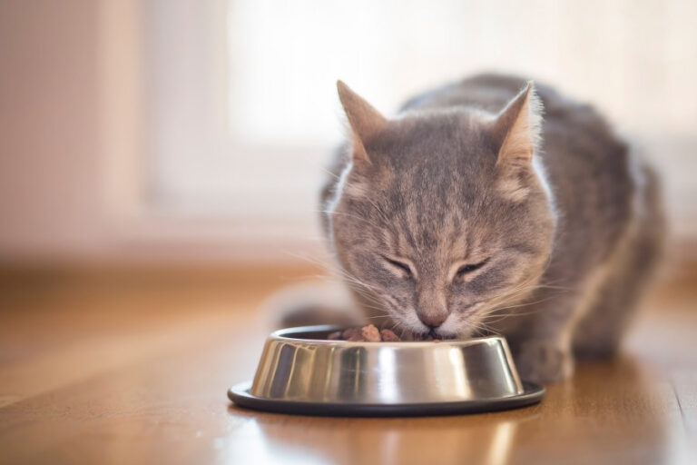 More cat food recalled due to ‘bird flu’ risk – MSN