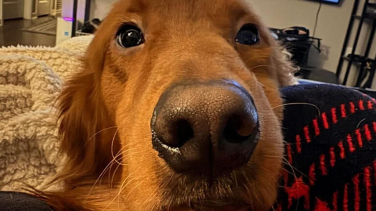 My heart skipped a beat: Golden Retriever trampled by a cow develops a unique quirk