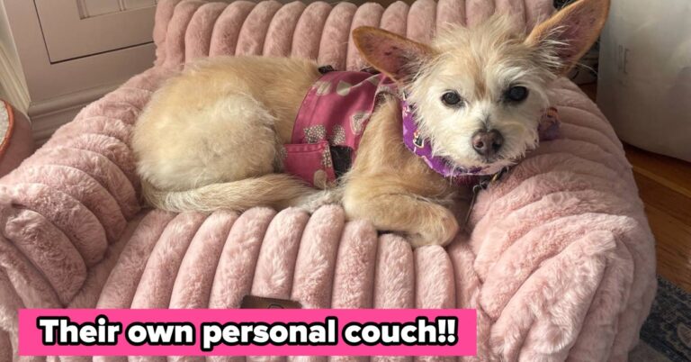 Spoil Your Pet Like The Royalty They Are With These 27 Things – BuzzFeed