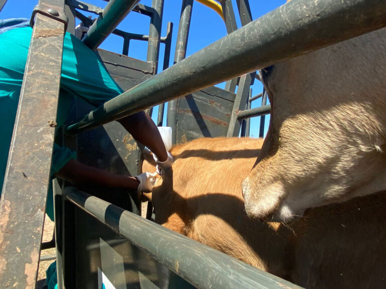 One million foot and mouth disease vaccines arrive from Argentina – MSN