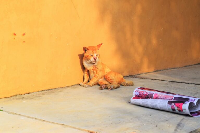 Orange Cat Getting Ready for Bed in His Footed Jammies Looks Just Like a Human Baby