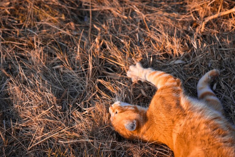 Orange Cat Looks Just Like a Lion While Showing Off His ‘Spring Shave’ – Parade Pets