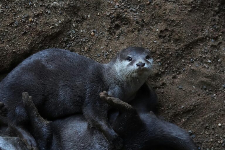Otters May Be Cute, but Are These Apex Predators Also Dangerous? – A-Z Animals