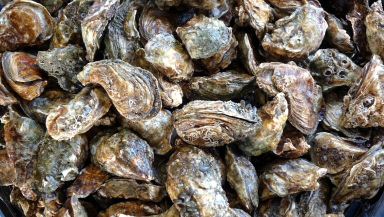 FDA issues warning about oysters, Manila clams because of norovirus | Food Safety News