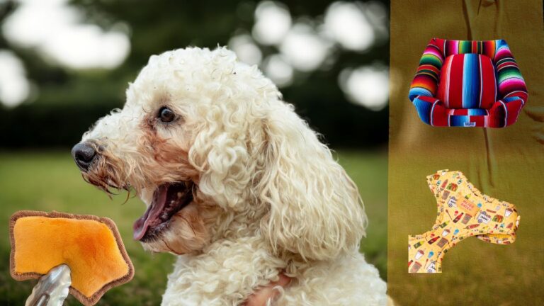 Pan Dulce Toys, Lotería Harnesses, and More Latino-Owned Pet Finds We’re Obsessed With – Mitú