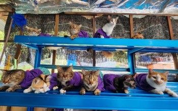 Pet Cats Dress Up For Raya - bernama
