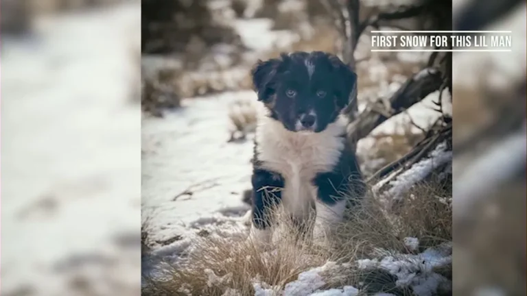 Pet Pics: An adorable pup experiences his first snow day in Central Oregon, and more