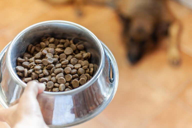 Pet food recalled after testing positive for salmonella and listeria: FDA – MSN
