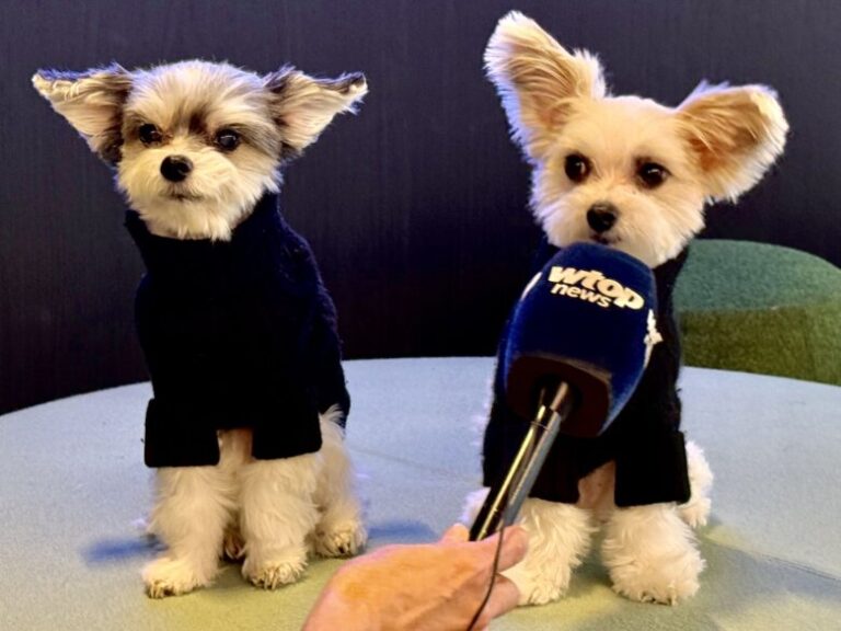 Animal casting agent gives tips on making it in show business – WTOP News