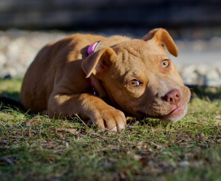 Pit Bull Puppies Dressed as ‘The Pitt’ Characters Find Forever Homes – AOL.com