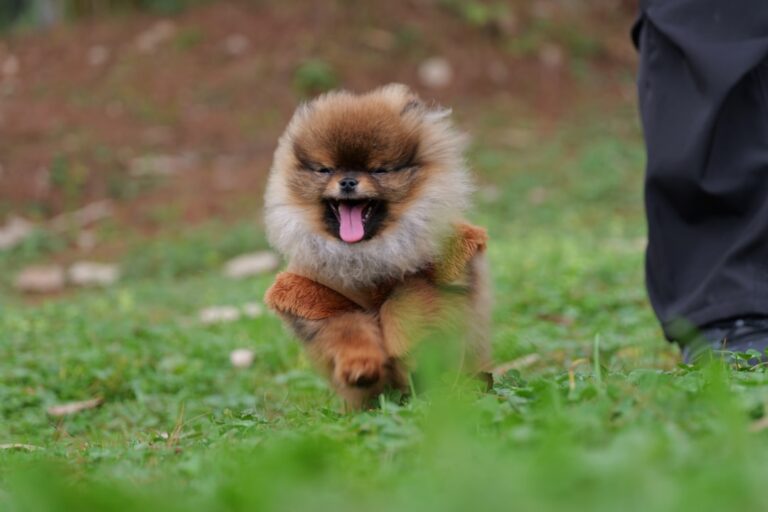 Pomeranian Turns Into ‘Real-Life Snowball’ in the Cutest Clip We’ve Ever Seen – Parade Pets