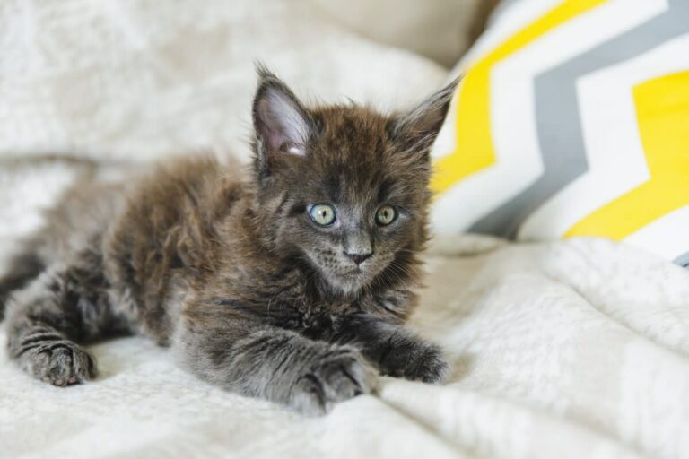 Precious Maine Coon Kitten’s Love-Hate With Mom’s Pets Is the Most Adorably Demanding Fur Baby
