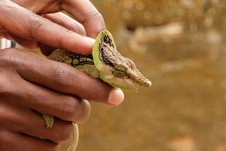 ‘Precious’ Pet Snake Enjoys Her New ‘Cat Tree,’ and We’re Absolutely Obsessed