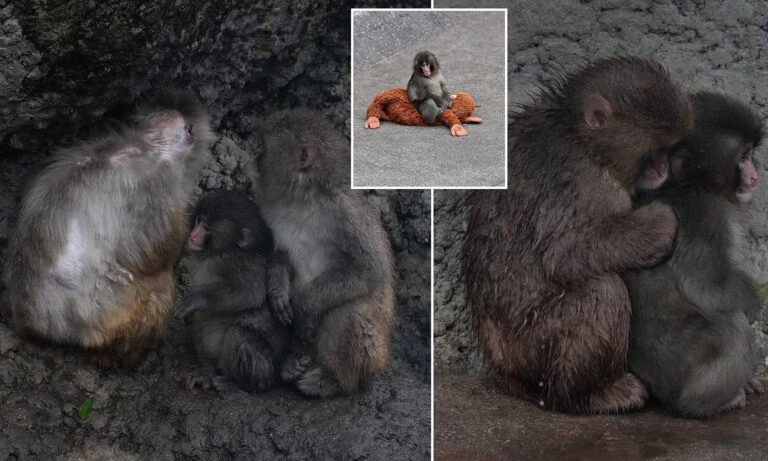 Punch the monkey finally makes friends as he cuddles up to another macaque at Japanese zoo