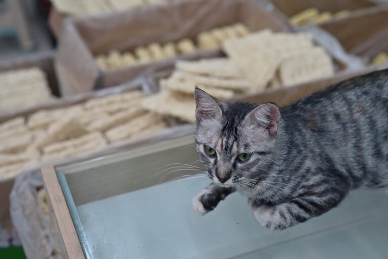 Rescue Kitten ‘Learning How To Make Biscuits’ Is Pure, Wholesome Goodness