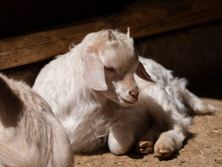 Rescued Baby Goat Has the Time of Her Life Riding on a Sheep – Parade Pets