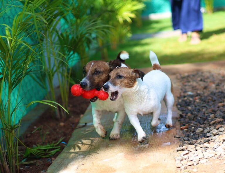 Rescued Beagle Learning How to Play With Toys Tugs at the Heartstrings – Parade Pets