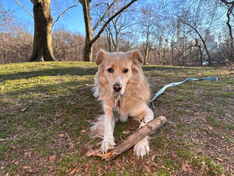 Rescued Golden Retriever Mix ‘Makes Display’ of Her Toys – Parade Pets