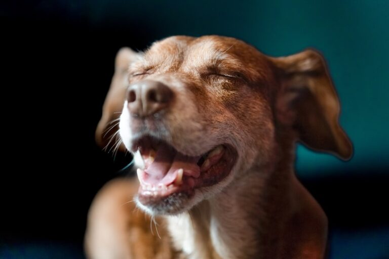 Rottweiler Gets the ‘Makeover of His Dreams’ and His Smile Says It All – Parade Pets