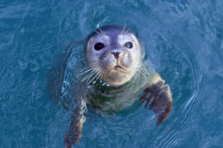 This week’s new questions | New Scientist