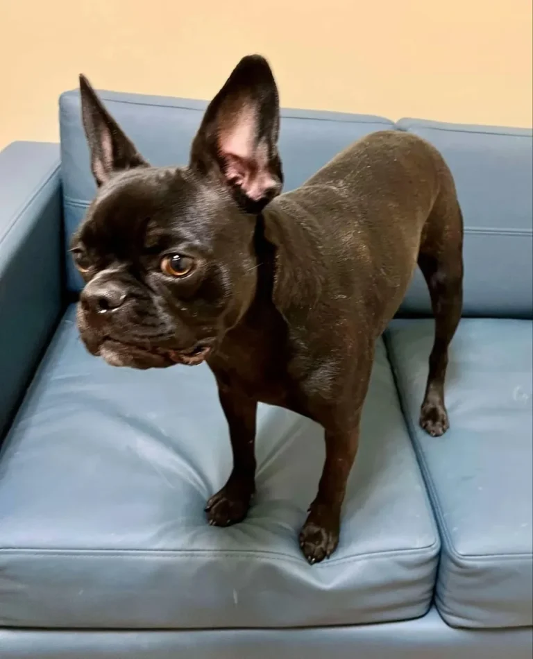 Pet of the Week: Jenny is an adorable French bulldog – Lowell Sun