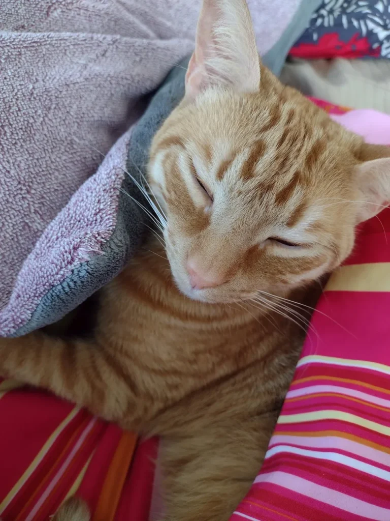 Pet Talk: Sleeping with pets – Sentinelandenterprise.com