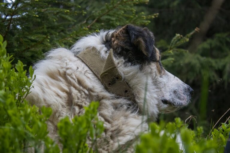Sable German Shepherd Puppy’s Fur Color Is Impossible To Ignore – Parade Pets