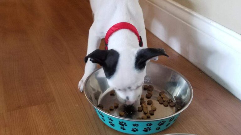 Salmonella recall of Florida firm’s dog treats that also went to the Carolinas – AOL.com