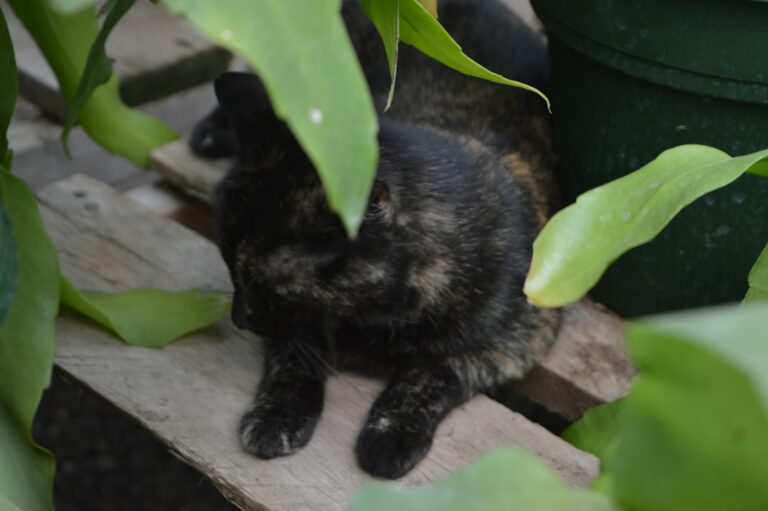 Senior Maine Coon Cat Is ‘Chattier Than a 16-Year-Old Girl’ and It’s Too Cute – PetHelpful