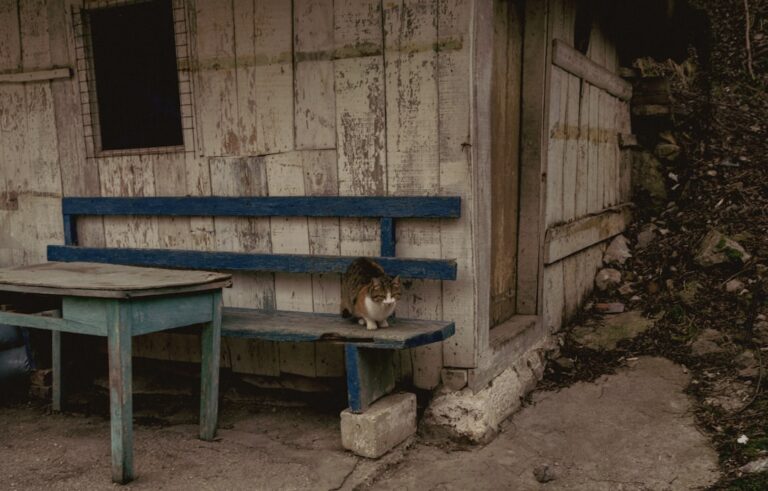 Shelter Cat Who ‘Sits Like She’s Had a Long Day at Work’ Is Positively Irresistible
