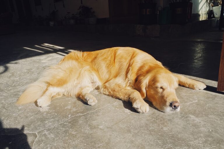 Sleepy Golden Retriever Decides Groomer Bath Time Is the Perfect Time for a Nap